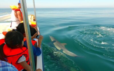 Observation des dauphins en Algarve