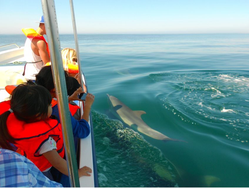 dolphins watching algarve
