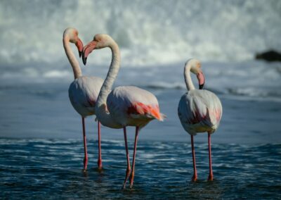 Flamingos in Fuseta