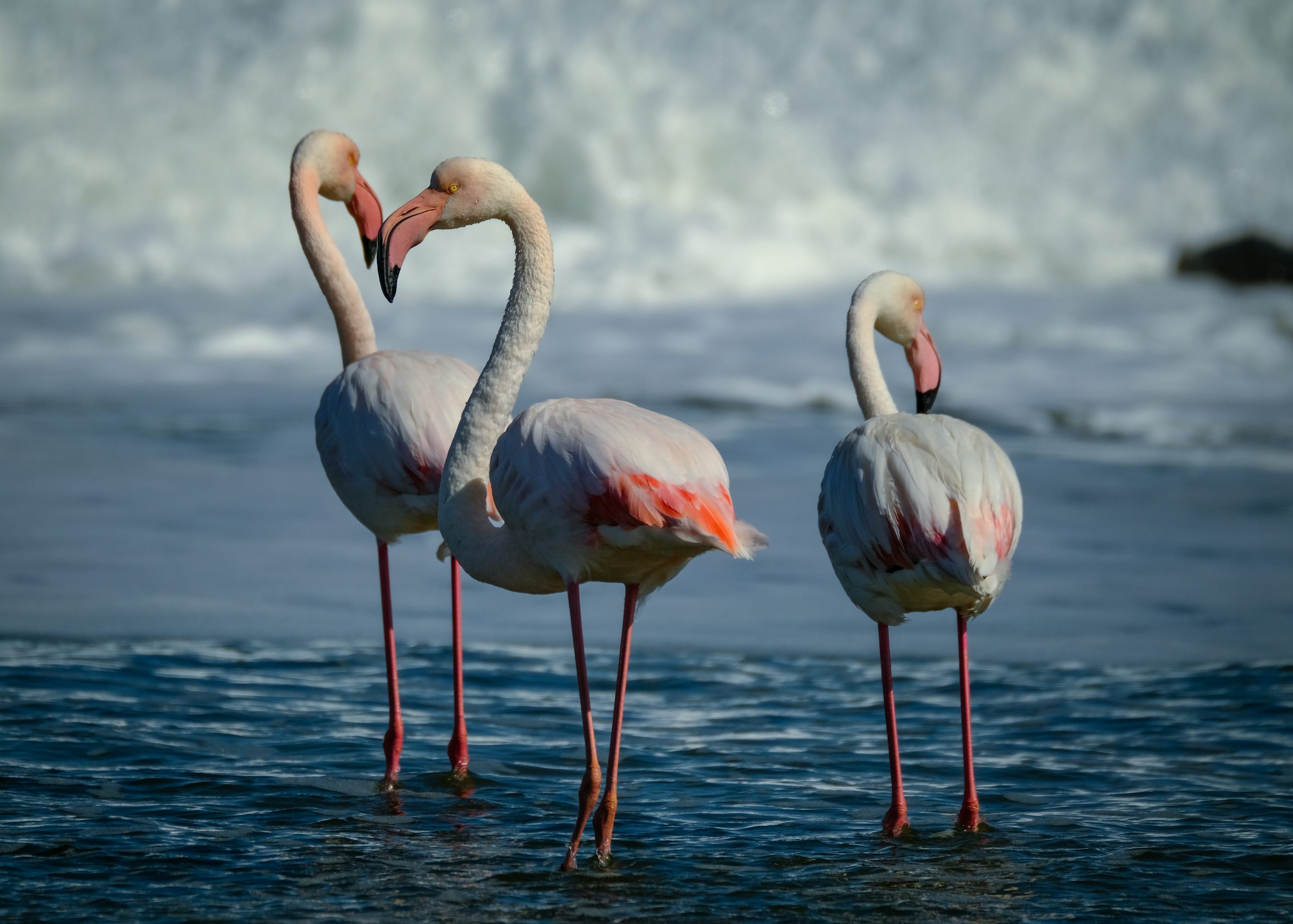 Trois flamants roses debout dans l'eau d'un lagon côtier — observation d'oiseaux en Algarve