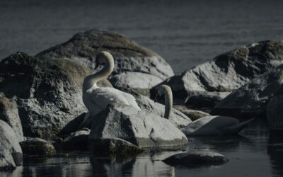 Observation des oiseaux en Algarve : guide complet pour explorer la Ria Formosa au Portugal