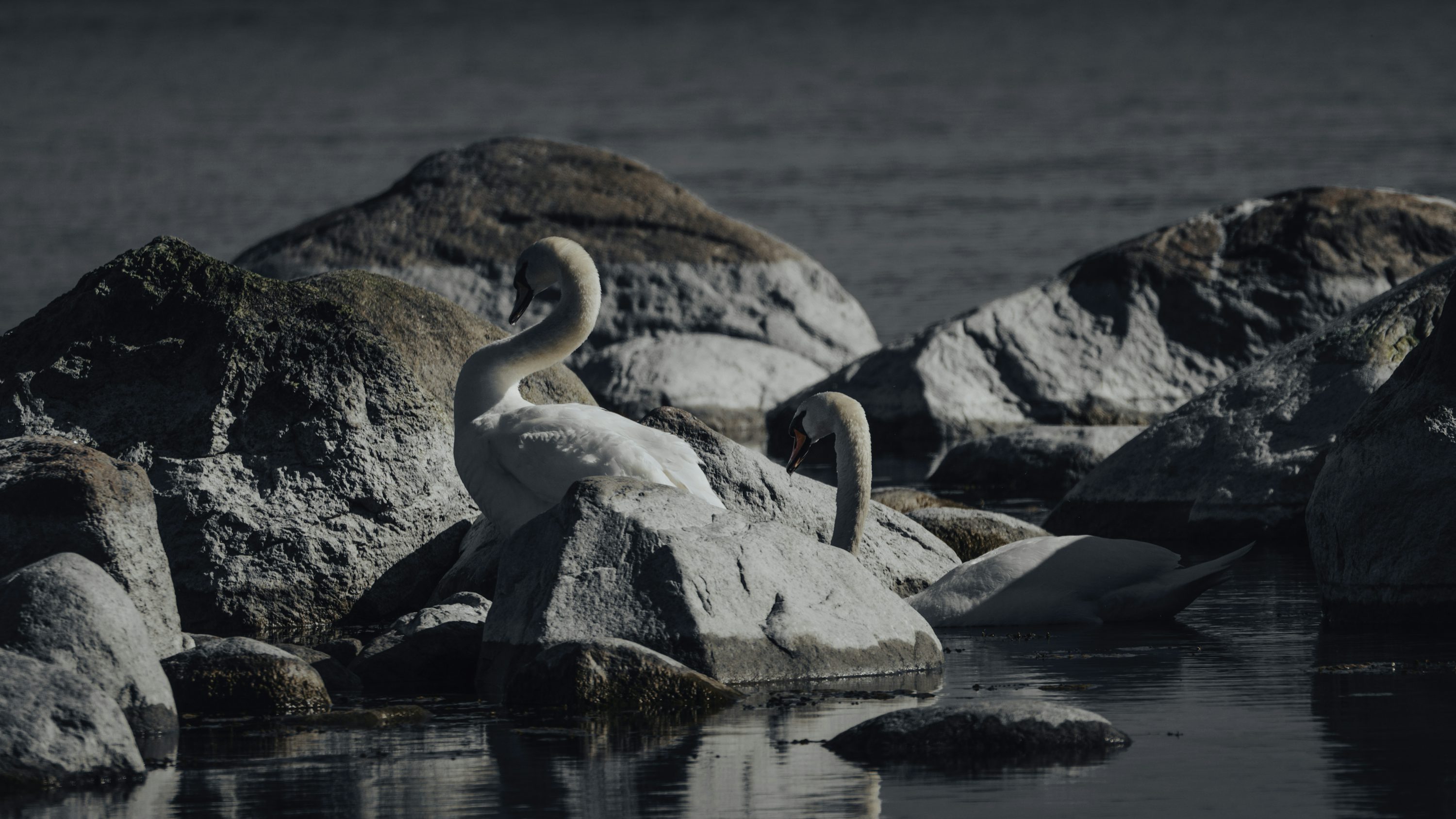 Groupe de flamants roses pataugeant dans une lagune côtière peu profonde, avec leurs reflets à la surface de l'eau