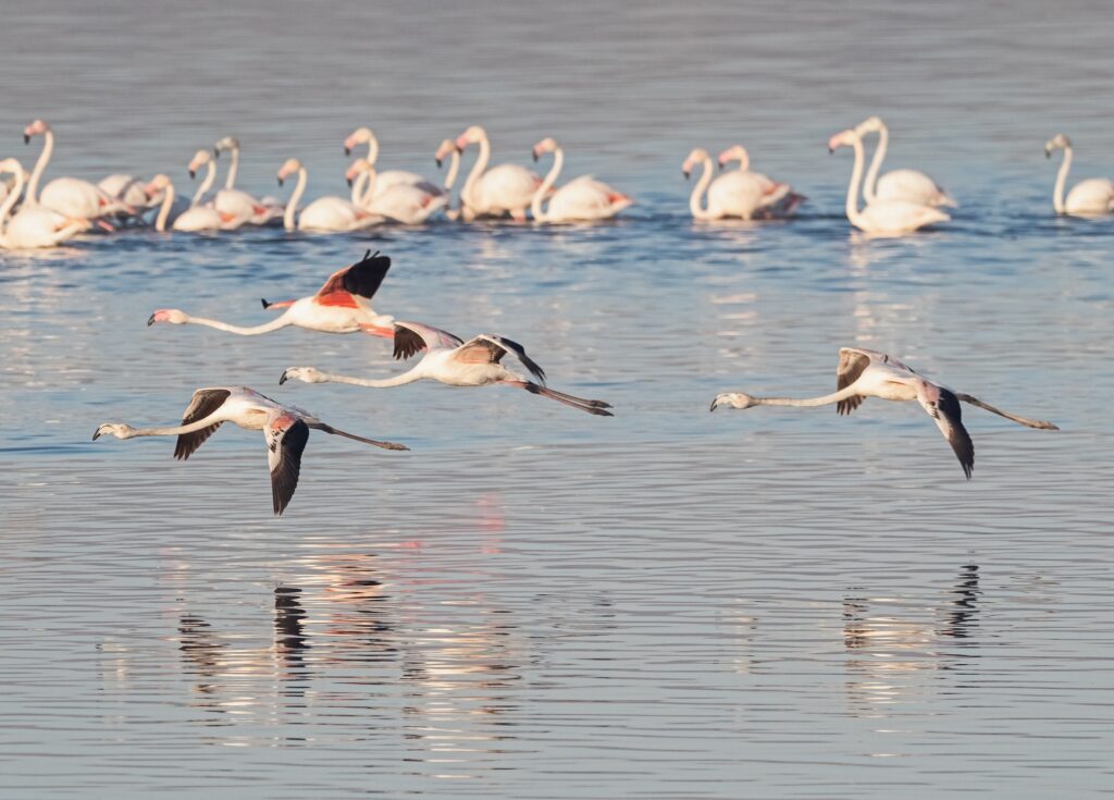 The Greater Flamingos of Ria Formosa in the Algarve | Formosamar