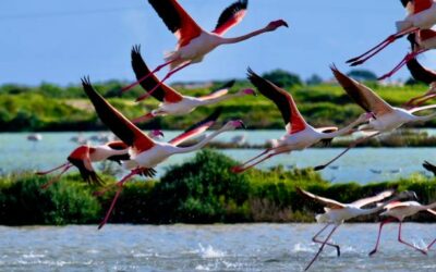 Where to see flamingos in Ria Formosa natural park, Algarve