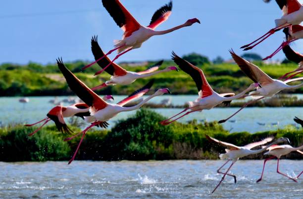 Flamingos in the Ria Formosa Natural Park, Algarve, Portugal - Algarve Travel Guide, Portugal