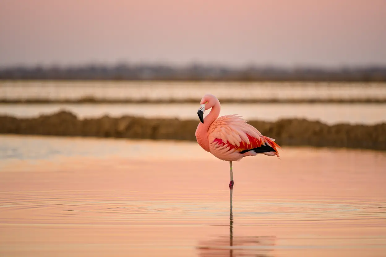 Flamingo wading in shallow pink-tinted waters at sunset, one leg raised, reflection visible in calm lagoon. is fuzeta a good base for exploring ria formosa?