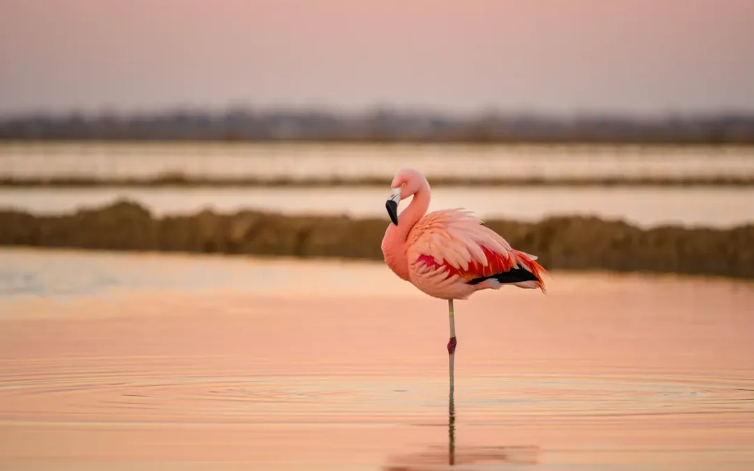 Observer les flamants roses à Tavira : saison, parc Ria Formosa